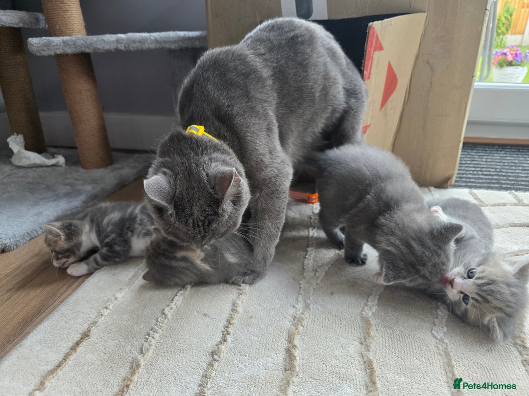 British Shorthair cats for sale: Cutie and cozy kittens are ready to join your home - Image 13