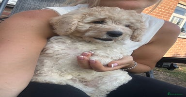Cockapoo dogs - Advert 6