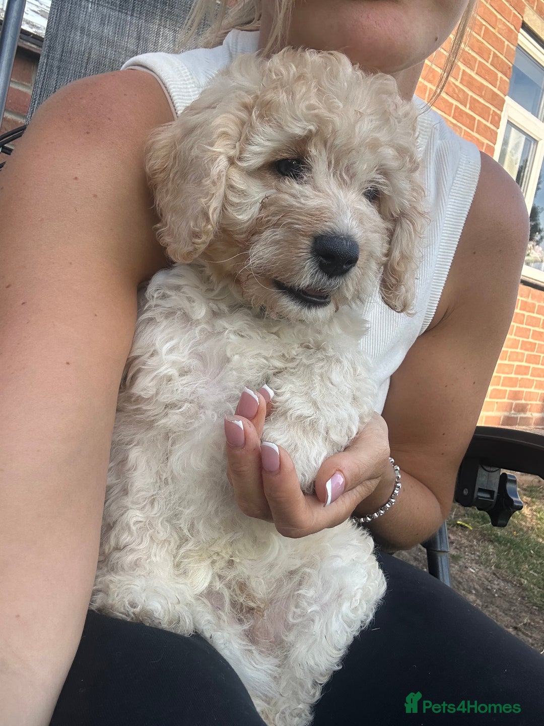 Cockapoo dogs for sale: F1B cockapoos ready for homes now  - Image 3