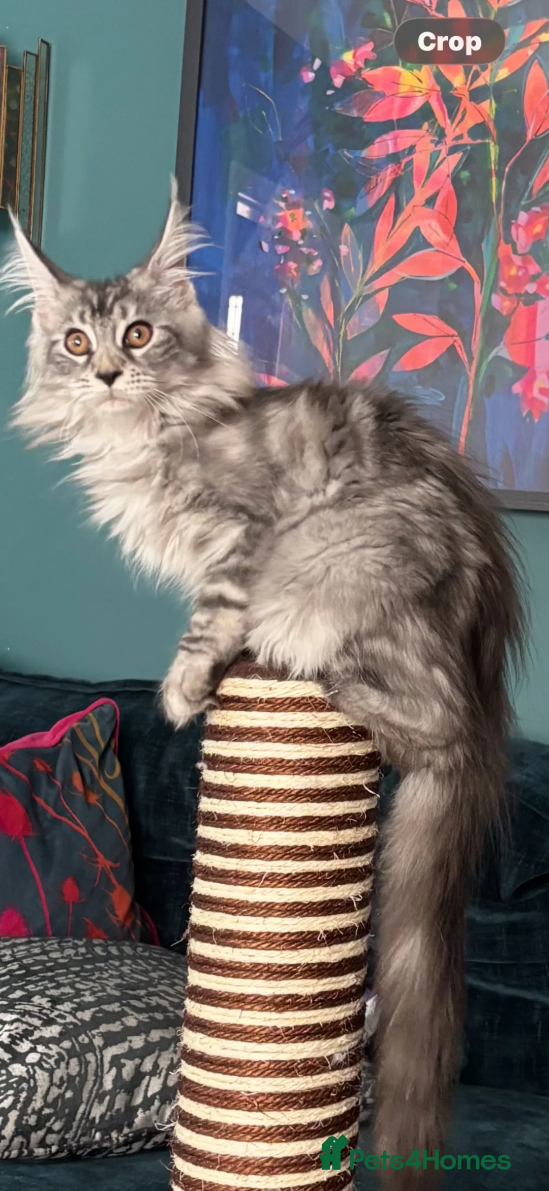Maine Coon cats for sale: Norma no mates. TICA Registered Maine Coon Kittens - Advert 2