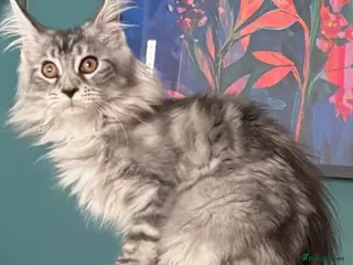 Maine Coon cats Norma no mates. TICA Registered Maine Coon Kittens - Advert 1