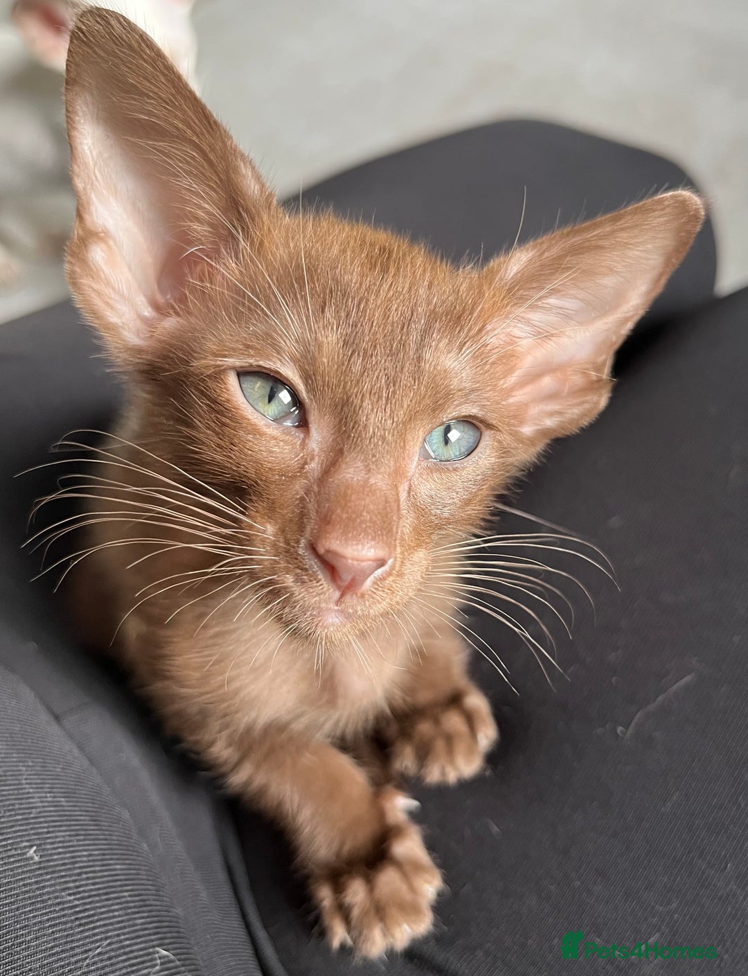 Oriental cats for sale: Outstanding Pedigree Oriental GCCF reg kittens - Image 12