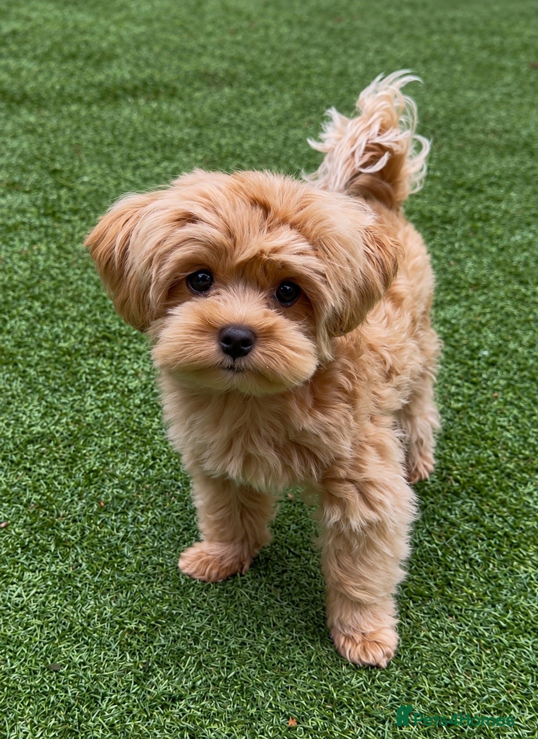 Maltipoo dogs Asian/Korean Maltipoo. DNA tested parents. - Advert 1
