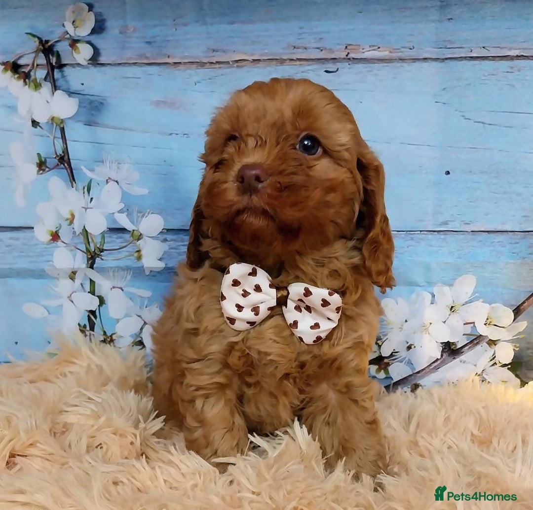 Cavapoo dogs for sale: Red Cavapoo Pups - Advert 10