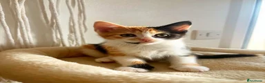 Tortoiseshell girl 