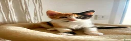 Mixed Breed cats for sale: Beautiful DSH Kittens ready for new home 🐾 - Advert 3