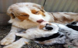Australian Shepherd dogs for sale: Australian Shepherd puppies for sale  - Image 9