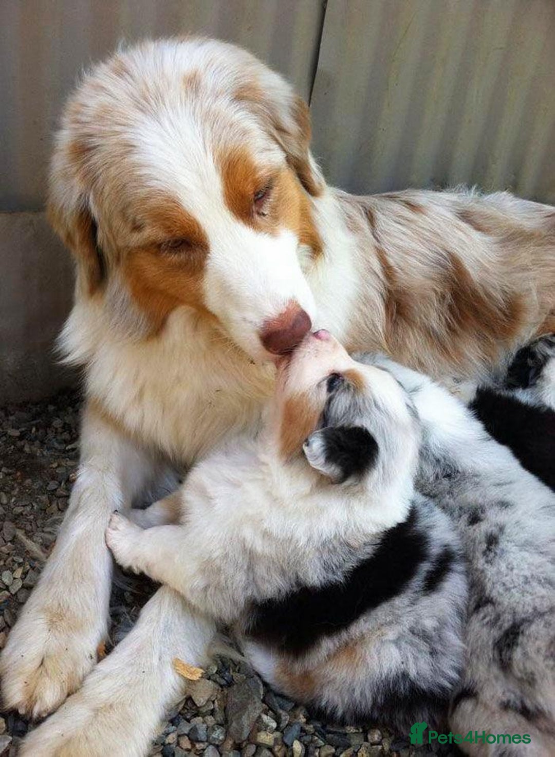 Australian Shepherd dogs for sale: Australian Shepherd puppies for sale  - Image 9