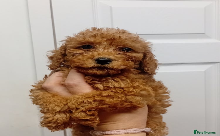 Cockapoo dogs - Advert 1