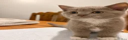 British Shorthair cats for sale: 5 beautiful BSH x Ragdoll kittens  - Advert 10