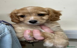 Cavapoo dogs for sale: Beautiful fully DNA tested Cavapoo's  - Image 25