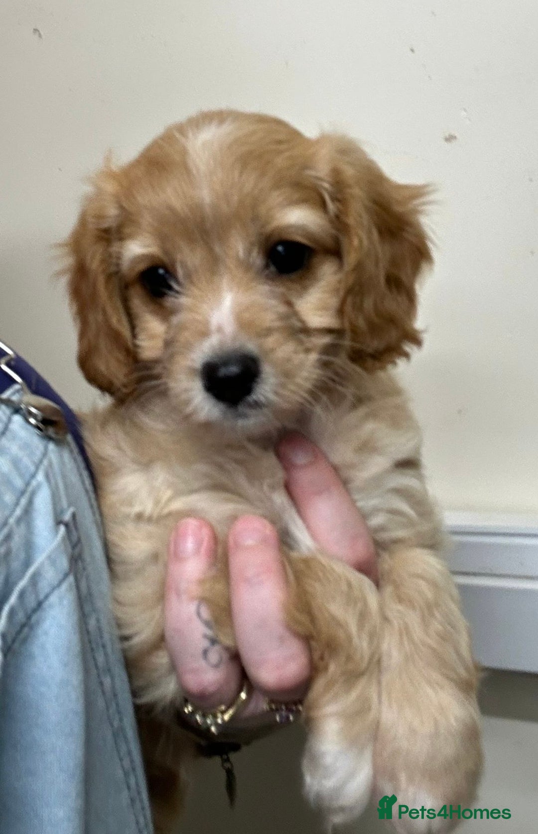 Cavapoo dogs for sale: Beautiful fully DNA tested Cavapoo's  - Image 25