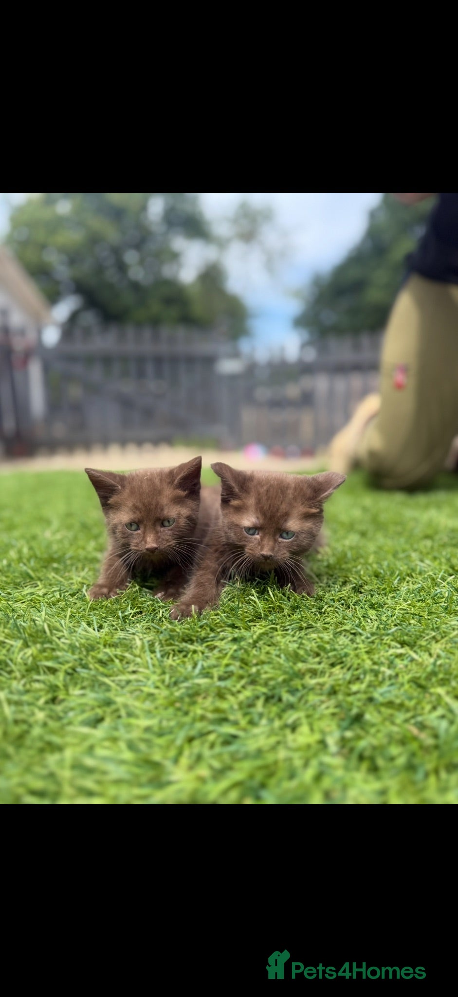 British Shorthair cats Chocolate British short hair kittens - Advert 1