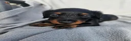 Miniature Dachshund dogs for sale: Miniature dachshunds - Advert 10