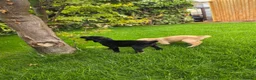 Labrador Retriever dogs for sale: Working labrador puppies  - Advert 6