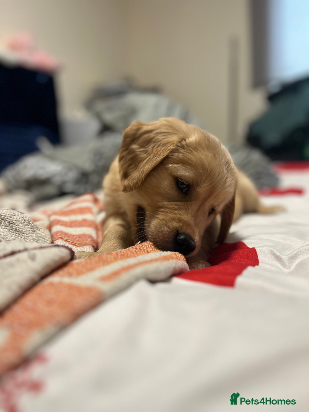 Golden Retriever dogs for sale: 6 Beautiful Golden Retrievers 1 boy Available  - Image 26