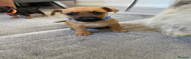 Jack Russell 1