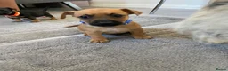Jack Russell dogs for sale: Jack Russell pups - Advert 1