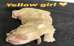 Cocker Spaniel dogs for sale: Show type cocker spaniel  - Image 10