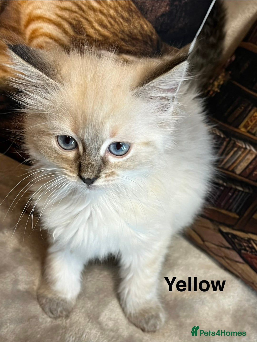 Ragdoll cats for sale: ❤️Amazing Pure Ragdoll Girls Waiting Loving Family - Advert 5