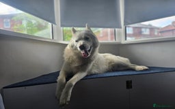 Siberian Husky dogs for sale: Ghost, loving 6yr male husky  - Image 4