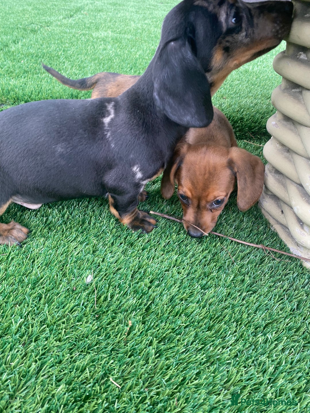 Miniature Dachshund dogs for sale: 4 adorable miniature dachshund puppies  - Image 25