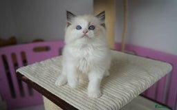 Ragdoll cats for sale: TICA register seal bicolor boy - Image 5