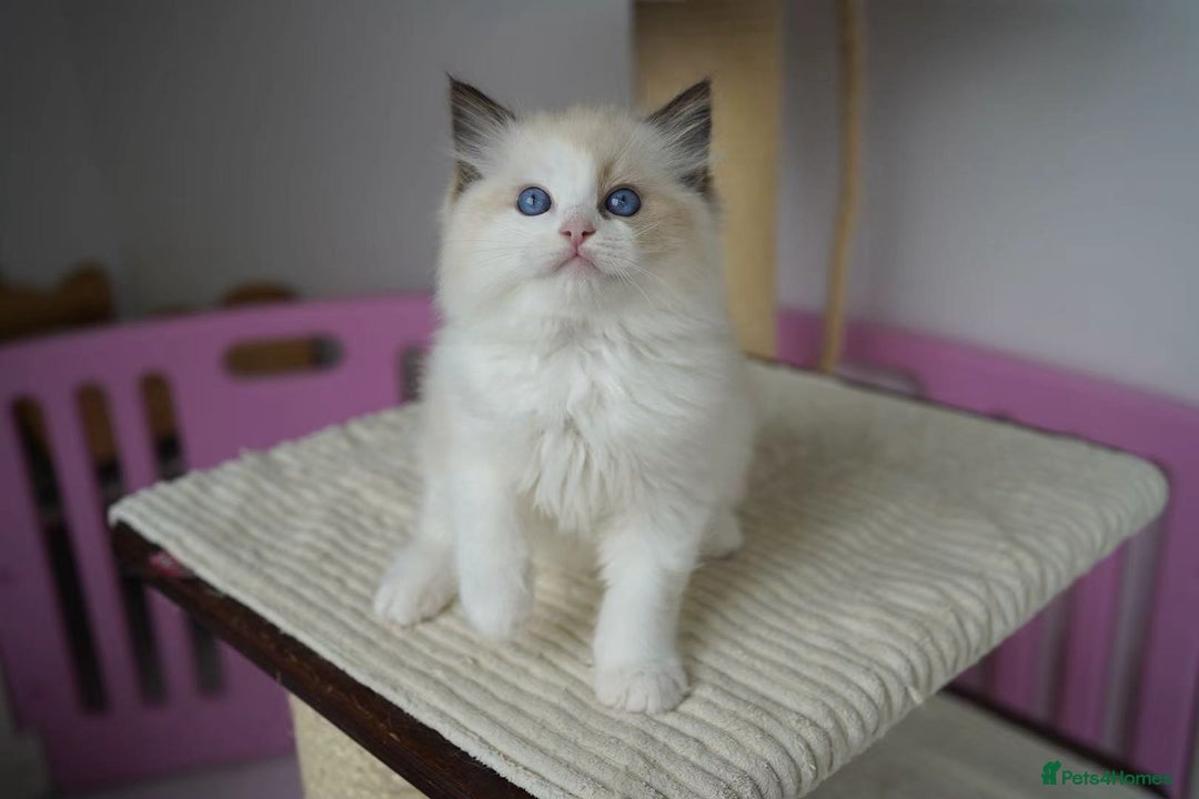 Ragdoll cats for sale: TICA register seal bicolor boy - Image 5