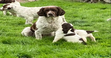 English Springer Spaniel dogs - Advert 7