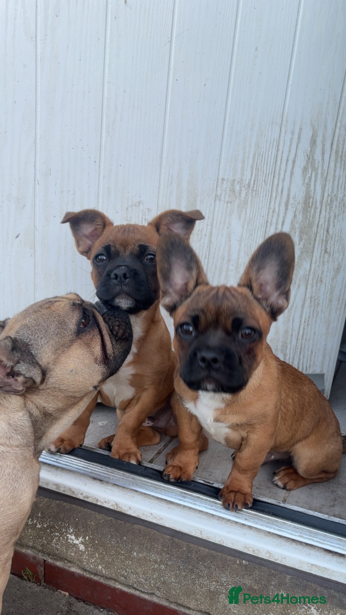 Mixed Breed dogs Pure breed French bulldog x mixed breed - Advert 13