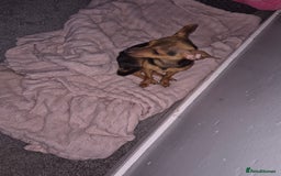 Mixed Breed dogs for sale: 10 month old Jackawawa - Advert 2