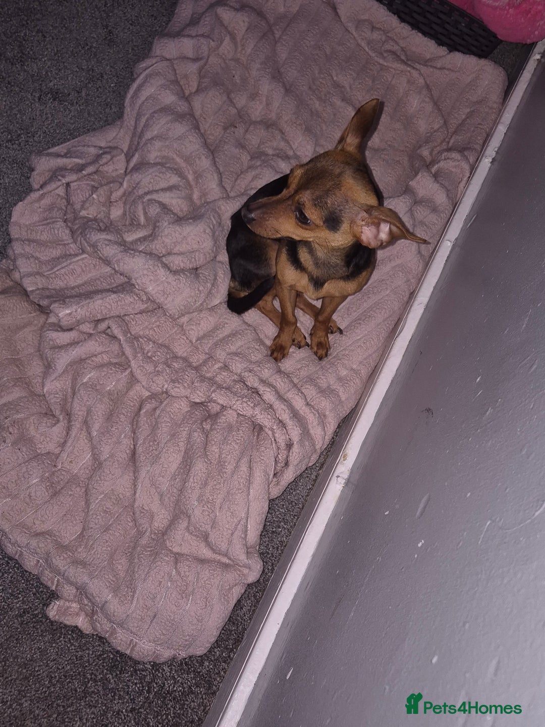 Mixed Breed dogs for sale: 10 month old Jackawawa - Advert 2