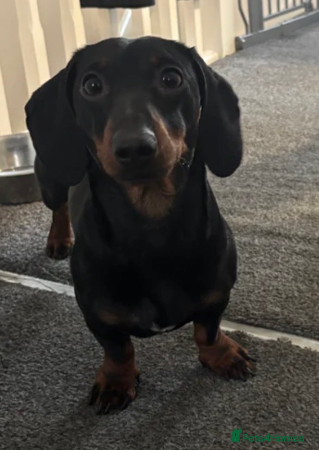 Miniature Dachshund dogs for stud: Squirty Bertie Stud Dog  - Advert 2