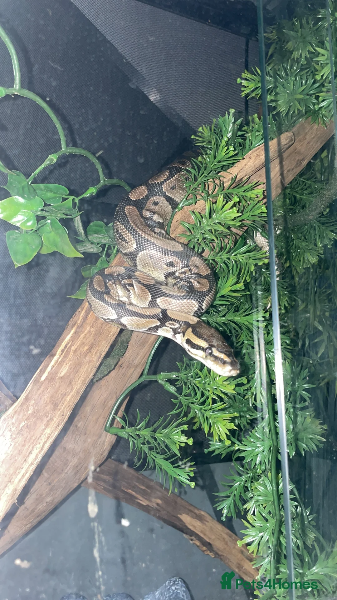 Python Snake reptiles for sale: Beautiful Male Ball Python - Advert 1