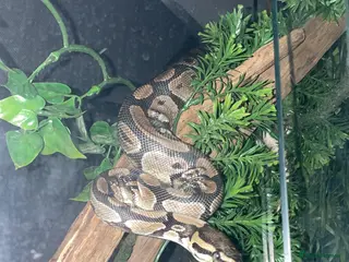 Python Snake reptiles Beautiful Male Ball Python - Advert 2