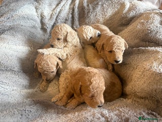 Maltipoo dogs Real life teddy bears 🧸 - Advert 2