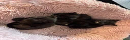 Mixed Breed cats for sale: Kittens  in Ashford - Advert 5
