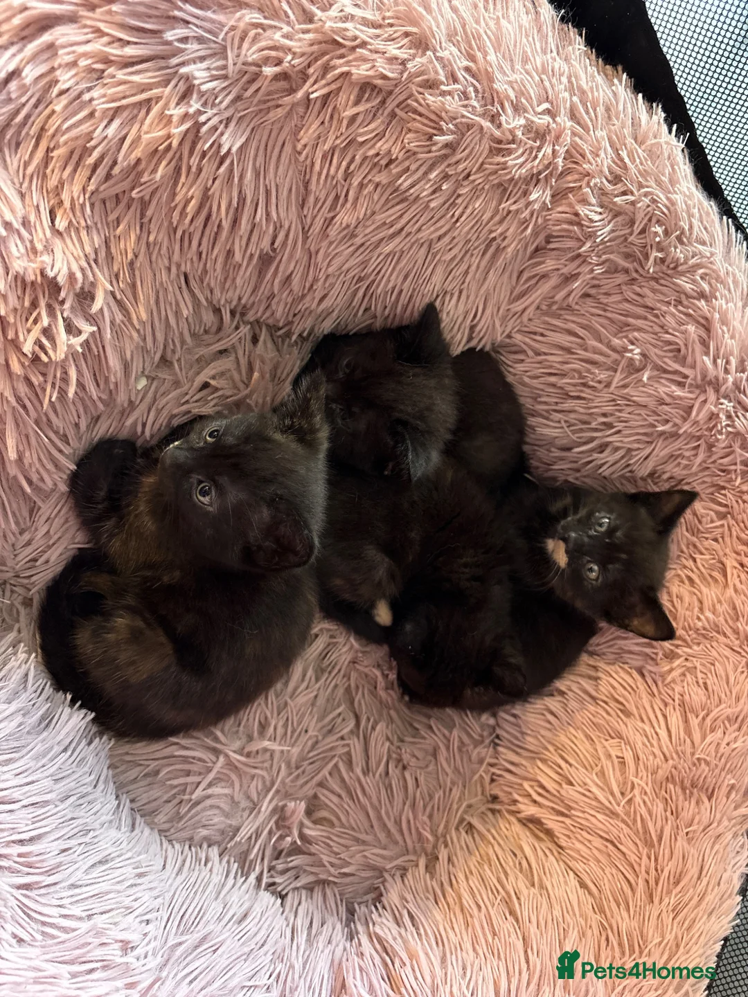 Mixed Breed cats for sale: Kittens  in Ashford - Advert 5