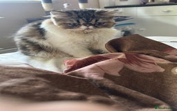 Persian cats for sale: Cute Lazy Persion Boy - Image 5