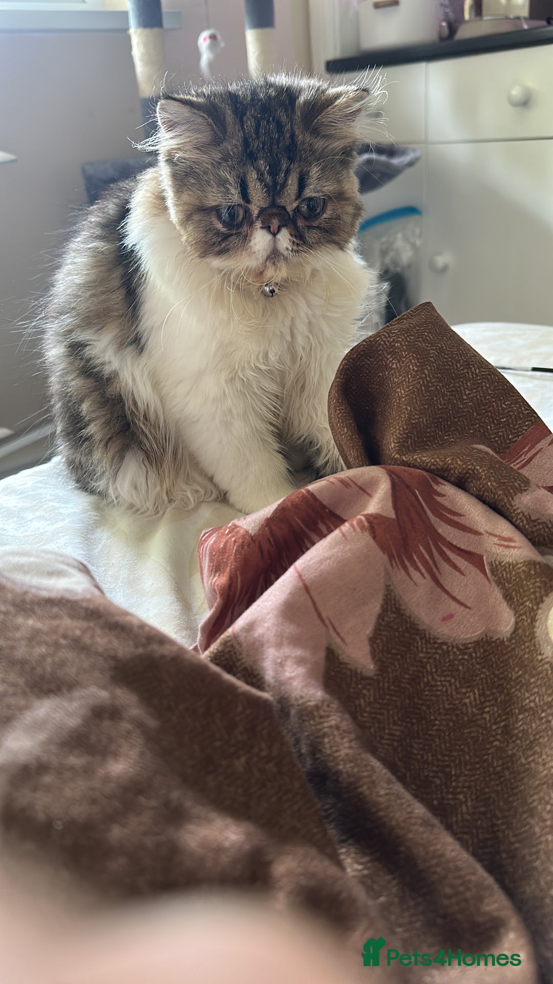Persian cats for sale: Cute Lazy Persion Boy - Image 5