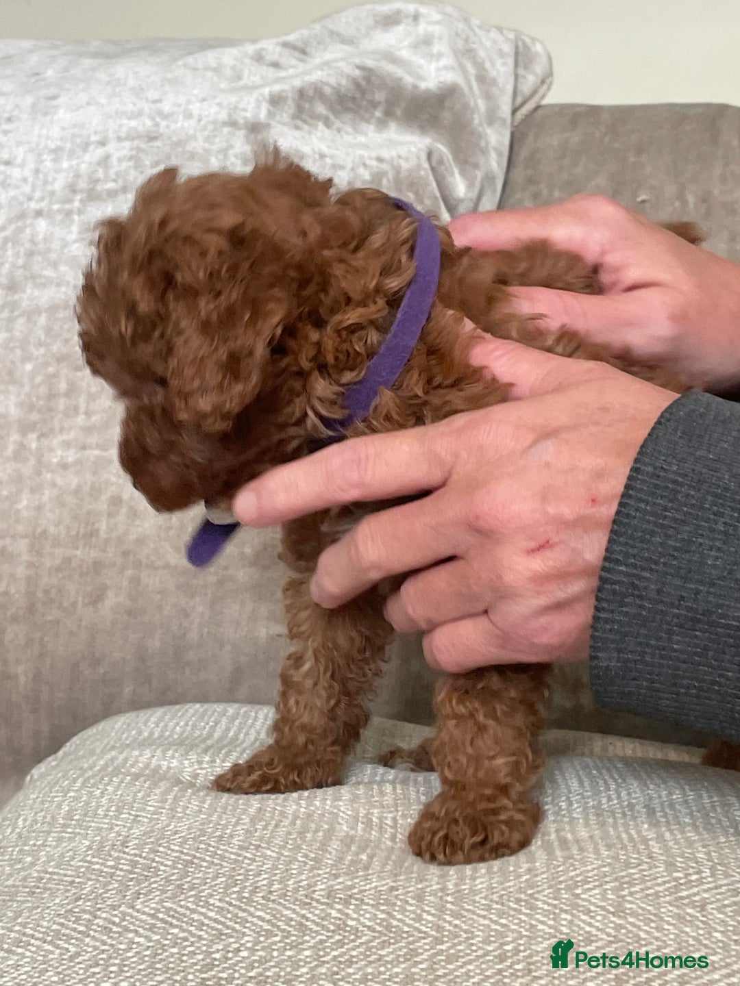 Cavapoo dogs for sale: F1b Cavapoos - Image 11