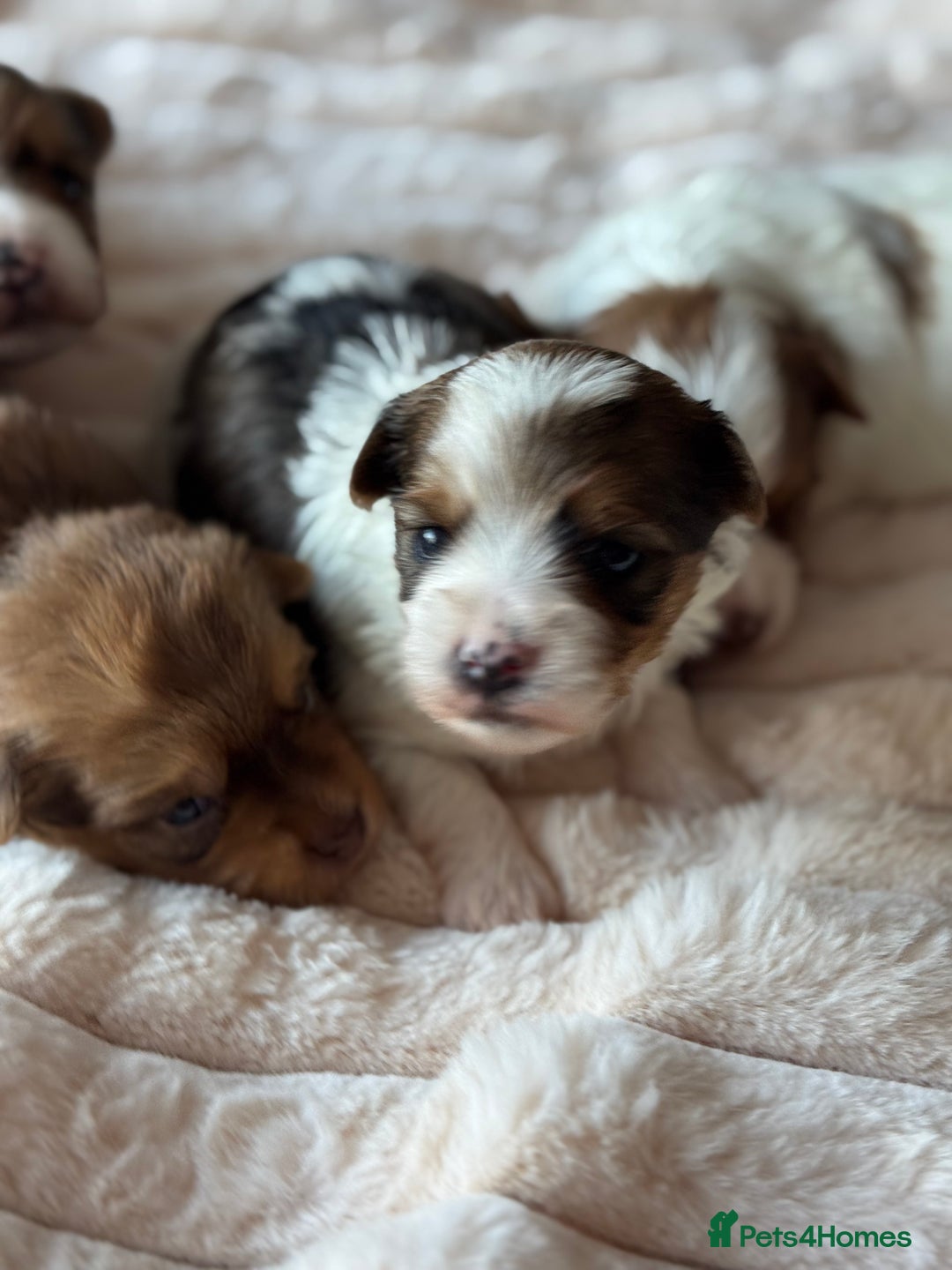Biewer Terrier dogs for sale: Superb pedigree Biewer pups - DNA Health tested - Advert 13