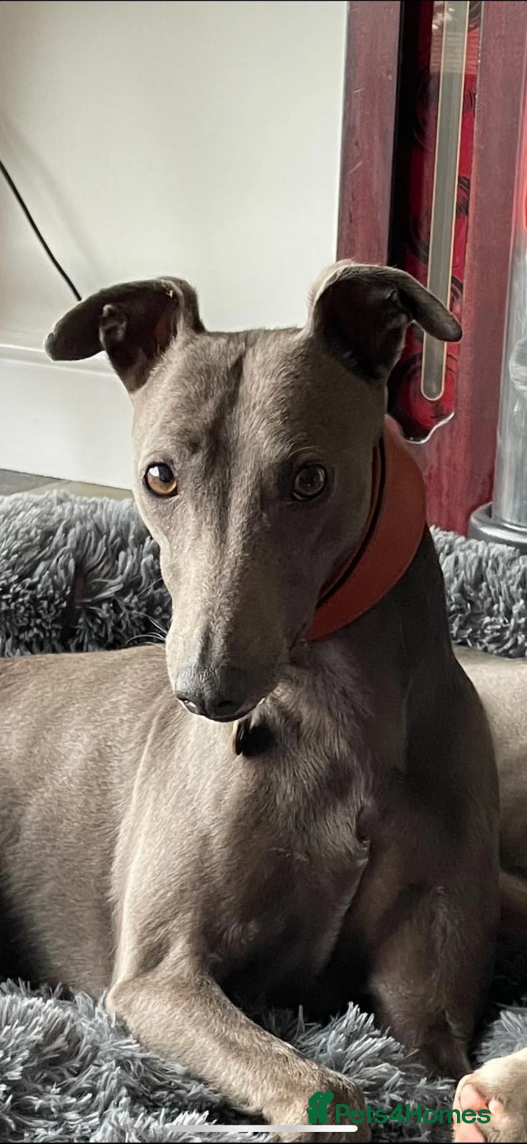 Whippet dogs for sale: KC whippet puppies - Advert 9