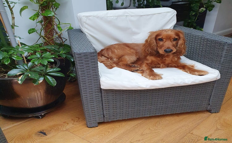 Cocker Spaniel dogs for sale - Advert 1