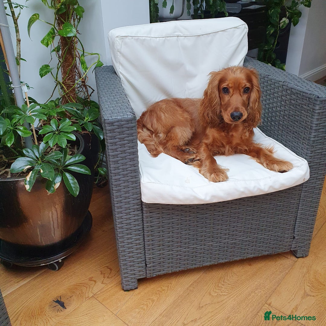 Cocker Spaniel dogs for sale: Loving, Energetic Cocker Spaniel Need for New Home - Image 1