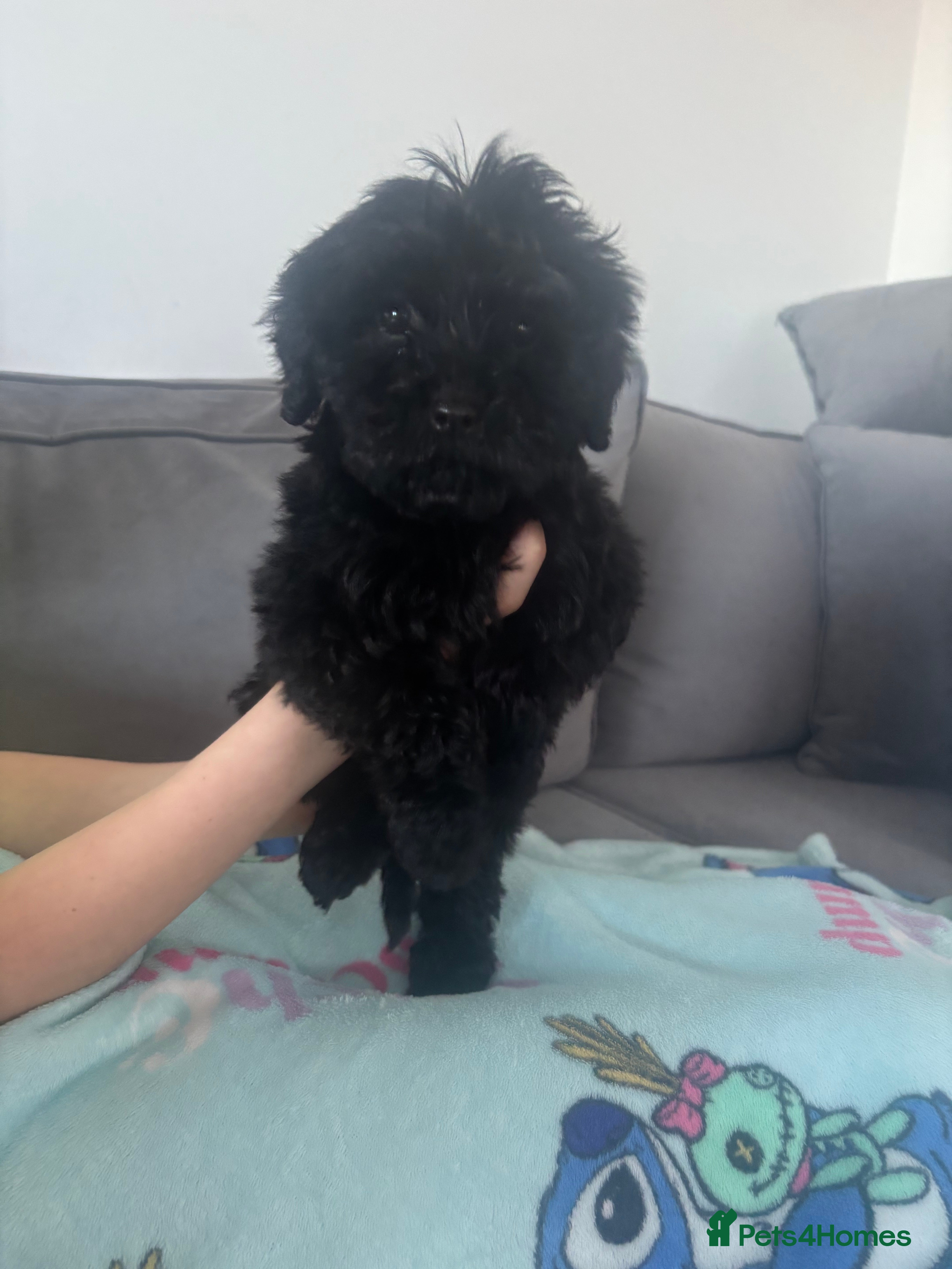 Cockapoo dogs F1 cockapoos - Advert 14