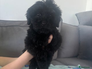 Cockapoo dogs F1 cockapoos - Advert 6