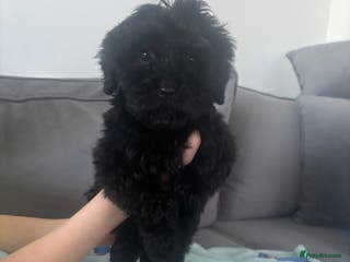 Cockapoo dogs F1 cockapoos - Advert 12