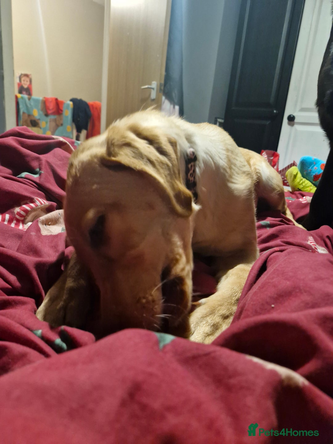 Labrador Retriever dogs for sale: Girl labrador. - Advert 1