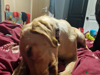 Labrador Retriever dogs Girl labrador. - Advert 1